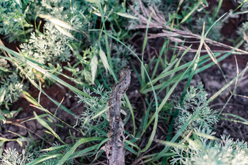 A dry dead snake among green grass and vegetation. Dried dark snakeskin with damage and holes in the wild