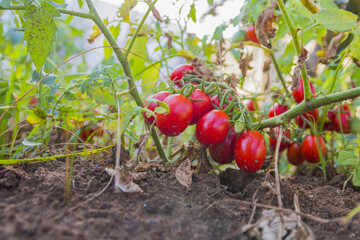 Tomatoes on the plant in the ground - 365294884