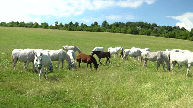 Lipizzan horses graze on a green meadow.