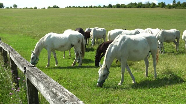 Lipizzan horses graze on a green meadow.