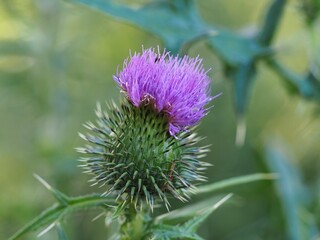 Mariendistel mit lila Blüten vor unscharfem Hintergrund