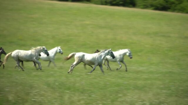 Lipizzan horses graze on a green meadow.