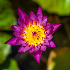 Colorful water lily flowers above the water surface © OlegD