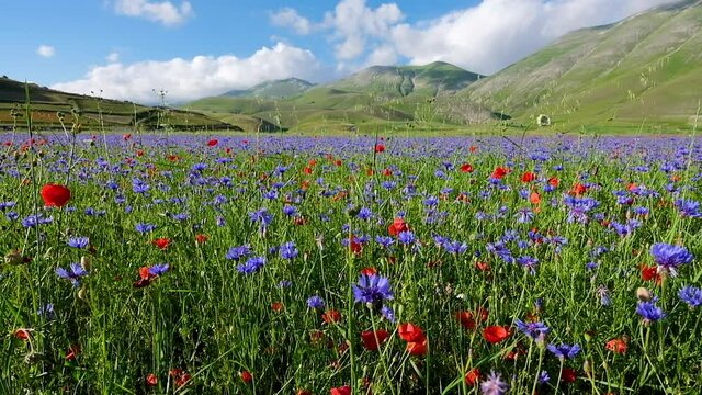 Landscape of a field of lentils with poppies, cornflowers and daisies blowing in the wind on the plains of Castelluccio di Norcia, a beautiful scenery located at the foot of the Italian apennines 