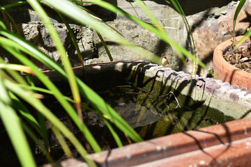 Wasserelement im Garten, Wasser als Lebensraum für Nützlinge im Garten, Biotop mit Wasser