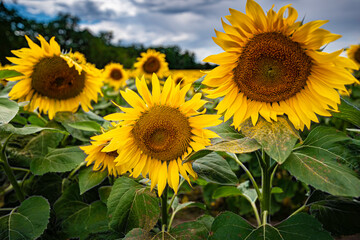 Sunflowers