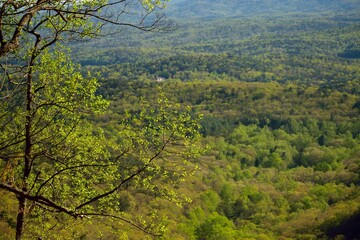 trees in the forest