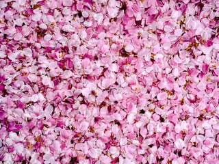 Spring pink petals on the ground