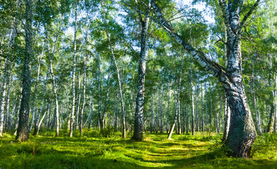 beautiful birch forest glade, outdoor natural scene