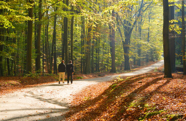 Unidentified people walking a road in a forest with beautiful autumn colors