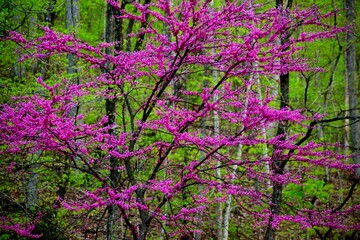 pink flowers on tree (2)