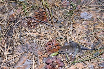 small mounse fide in a forest, outdoor animal scene