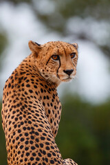 Portait of a Cheetah taken in Kruger National Park in South Africa