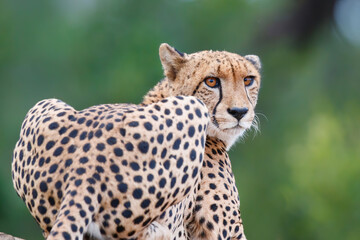 Cheetah observing the environment  from a signpost in Kruger National Park in South Africa