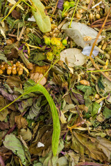 Assorted natural medical dried herbs