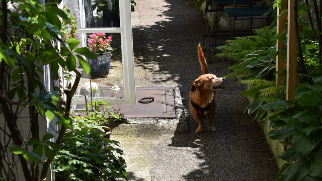 Hund genie&szlig;t den Garten im mediterranen Hinterhaus Garten mit vielen Pflanzen