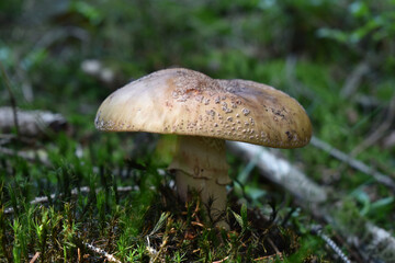 Perlpilz, Amanita rubescens, Speisepilz