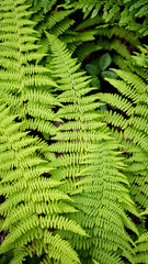 Ferns against the ground, background photo