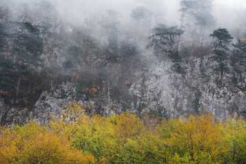 Forest landscape with trees in the autumn forest. Colorful forest nature scene