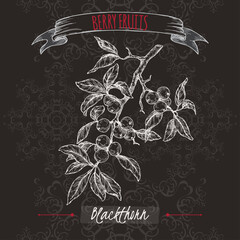 Blackthorn aka Prunus spinosa branch sketch on black background. Berry fruits series.