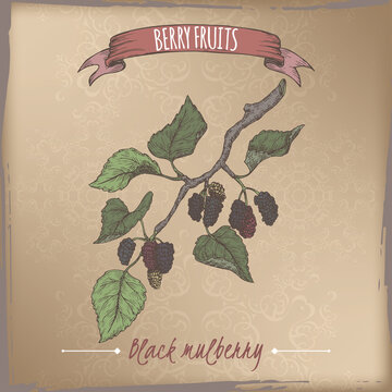 Black mulberry aka Morus nigra branch color sketch on vintage background. Berry fruits series.