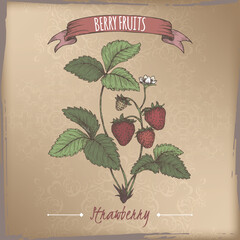 Garden strawberry aka Fragaria ananassa branch color sketch on vintage background. Berry fruits series.