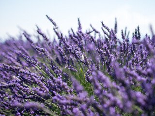 Plateau de Valensole, Sud de la France 