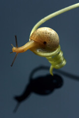
A snail above the water on a spiral macro shot. Close-up.