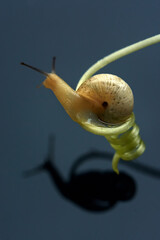 
A snail above the water on a spiral macro shot. Close-up.