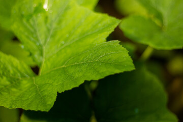 plante verte boisson sant&eacute; nature