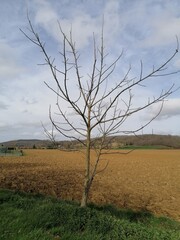 lonely tree in the field