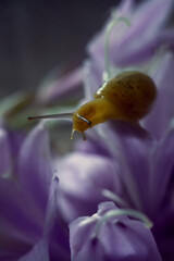 Beautiful photo of a snail on purple flowers close up