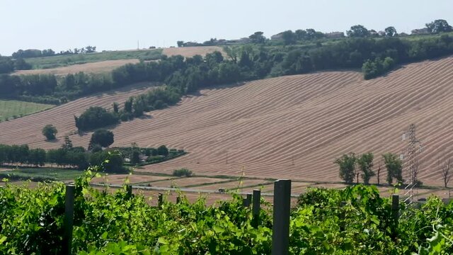 Beautiful vineyard located on the Italian hills, in the background a landscape of cultivated and cultivations and plowed fields typical of the marche region, a place where the best wine is produced 