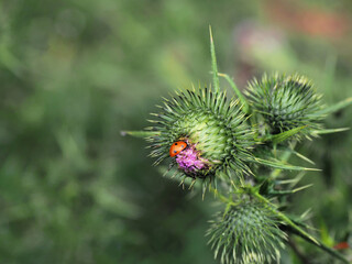    WILD FLOWERS THISTLES