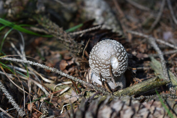 junger Pantherpilz, Amanita pantherina, Giftpilz auf Nadeln im Wald