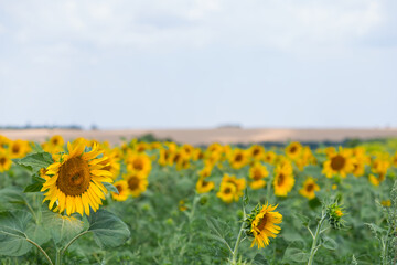 Fototapeta premium closeup summer sunflower field, summer agricultural background