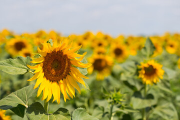 Fototapeta premium closeup summer sunflower field, summer agricultural background