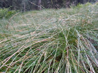 Grasbüschel mit Tautropfen