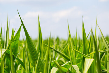 closeup green corn field, agricultural scene