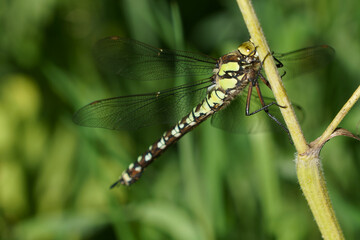 Female bright green and black female Southern Hawker Dragonfly clinging to a plant stalk.