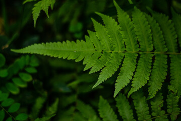 Natural green fern in forest