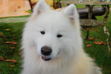 closeup of beautiful white-haired dog samoieda