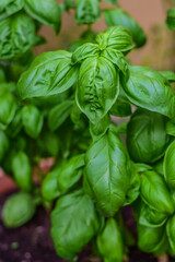 Fresh organic green basil leaves