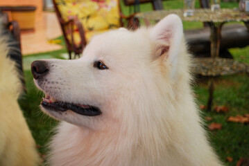 closeup of beautiful white-haired dog samoieda
