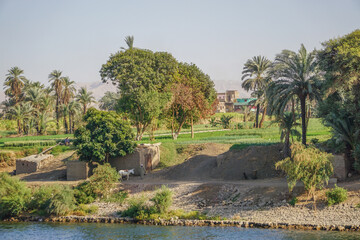 Nile River, Egypt: A farmer with his donkey, fertile fields of crops, and palm trees on the west bank of the Nile River.