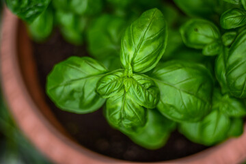 Fresh organic green basil leaves