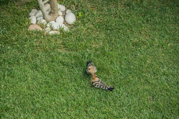 bird with bright plumage looking for insects in the grass. Bird Upupa