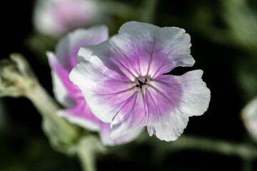 Fototapeta premium Catchfly (Lychnis coronaria var Angel Blush)