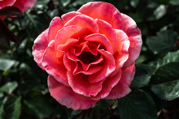 Garden Rose, Breeding Variety 'Candelabra'
