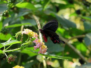 Red and Black Butterfly on a Flower